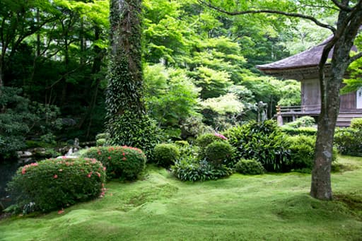 京都大原にある三千院境内の初夏の有清園