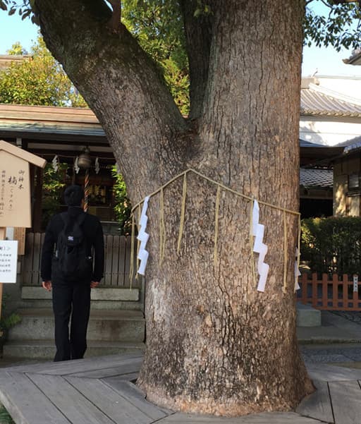 京都　晴明神社境内の樹齢推定300年の御神木・楠