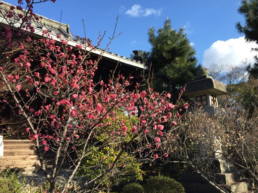 京都　清凉寺、阿弥陀堂前の紅梅