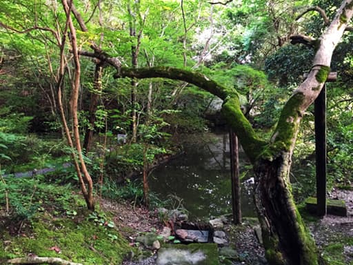 京都　赤山禅院境内の池