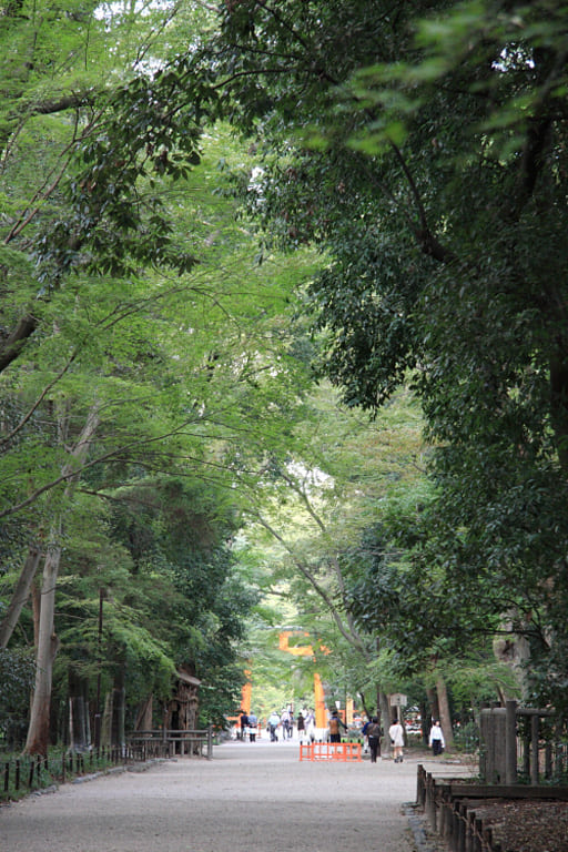 下鴨神社の糺の森（ただすのもり）
