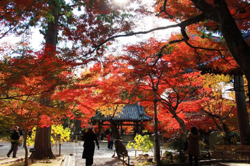 京都　真如堂境内の紅葉