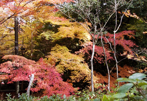 京都　滝口寺山内の紅葉