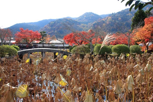 京都嵯峨野　天龍寺の放生池