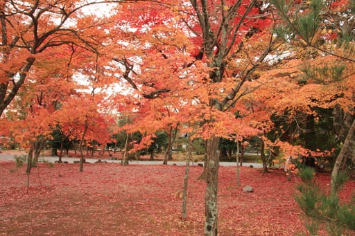 京都嵯峨野　天龍寺境内の紅葉