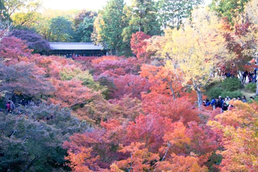 京都　東福寺の通天橋から臥雲橋につづく錦織りなす圧巻の紅葉