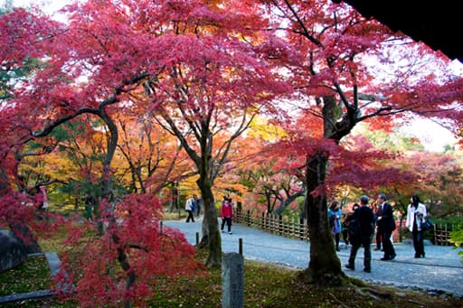 京都　東福寺境内の紅葉