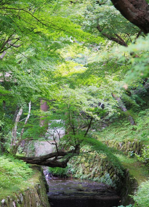 京都　東福寺の新緑に覆われる洗玉澗