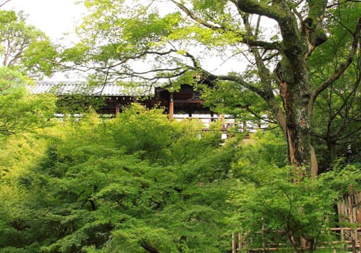 京都　東福寺境内の新緑青もみじと通天橋