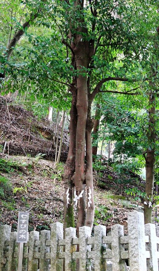 京都・月読神社、縁結びのご利益がある「むすびの木」